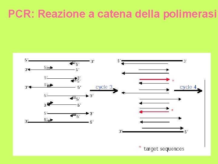 PCR: Reazione a catena della polimerasi 