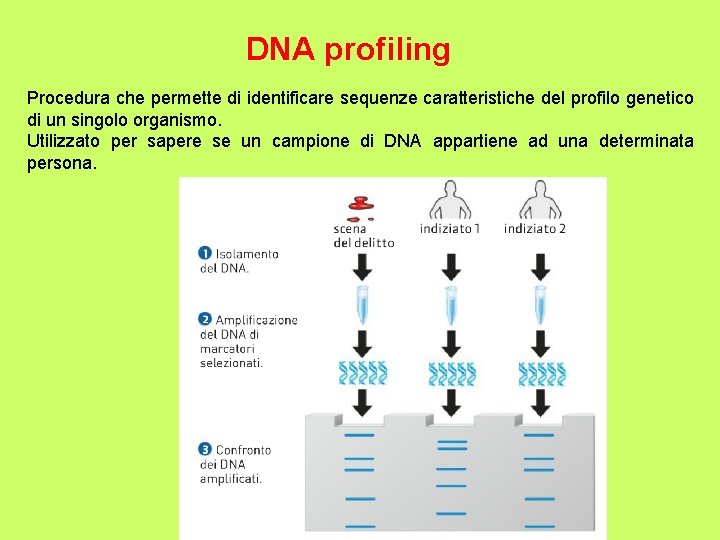 DNA profiling Procedura che permette di identificare sequenze caratteristiche del profilo genetico di un