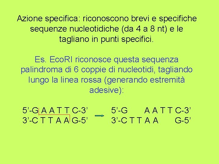 Azione specifica: riconoscono brevi e specifiche sequenze nucleotidiche (da 4 a 8 nt) e