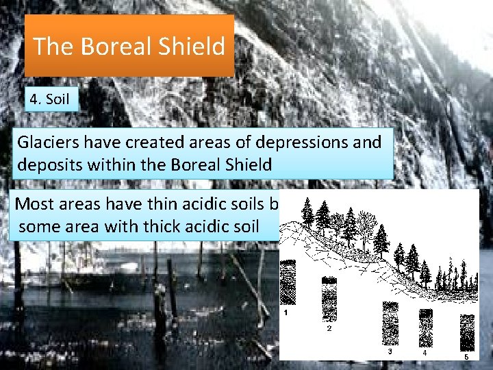 The Boreal Shield 4. Soil Glaciers have created areas of depressions and deposits within