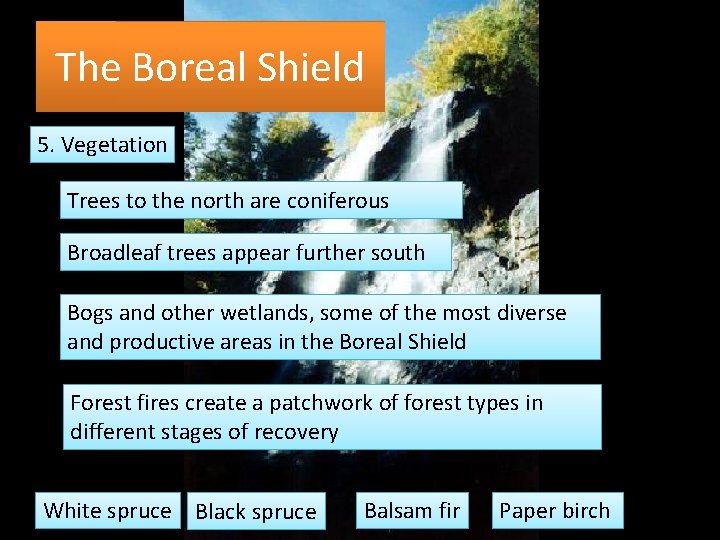 The Boreal Shield 5. Vegetation Trees to the north are coniferous Broadleaf trees appear