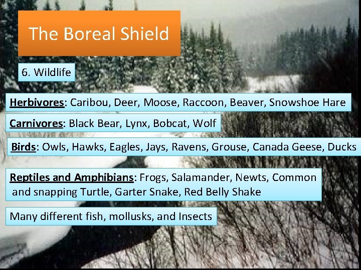 The Boreal Shield 6. Wildlife Herbivores: Caribou, Deer, Moose, Raccoon, Beaver, Snowshoe Hare Carnivores: