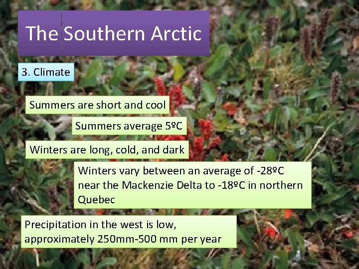 The Southern Arctic 3. Climate Summers are short and cool Summers average 5ºC Winters