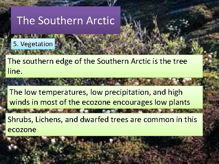 The Southern Arctic 5. Vegetation The southern edge of the Southern Arctic is the