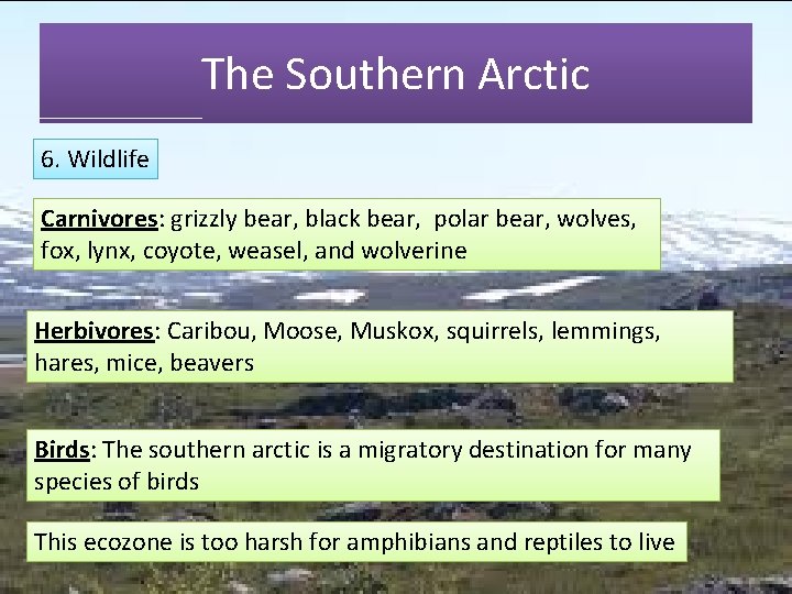 The Southern Arctic 6. Wildlife Carnivores: grizzly bear, black bear, polar bear, wolves, fox,