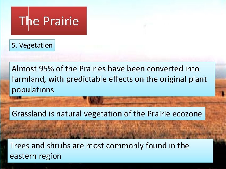 The Prairie 5. Vegetation Almost 95% of the Prairies have been converted into farmland,