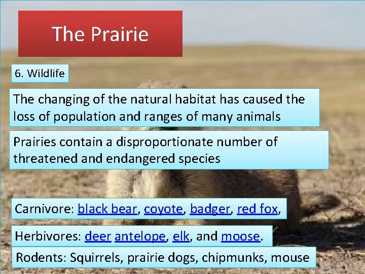 The Prairie 6. Wildlife The changing of the natural habitat has caused the loss