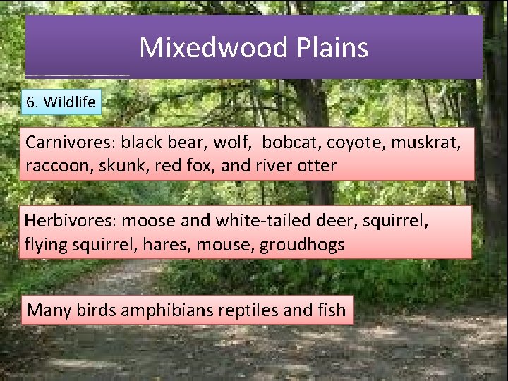 Mixedwood Plains 6. Wildlife Carnivores: black bear, wolf, bobcat, coyote, muskrat, raccoon, skunk, red