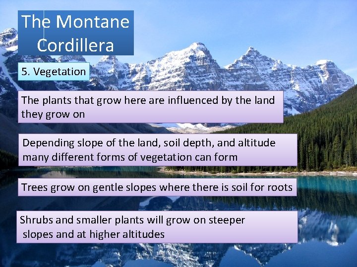 The Montane Cordillera 5. Vegetation The plants that grow here are influenced by the