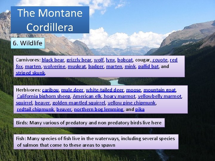 The Montane Cordillera 6. Wildlife Carnivores: black bear, grizzly bear, wolf, lynx, bobcat, cougar,