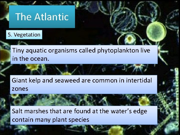 The Atlantic 5. Vegetation Tiny aquatic organisms called phytoplankton live in the ocean. Giant