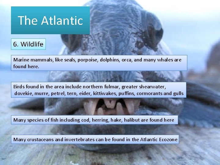 The Atlantic 6. Wildlife Marine mammals, like seals, porpoise, dolphins, orca, and many whales