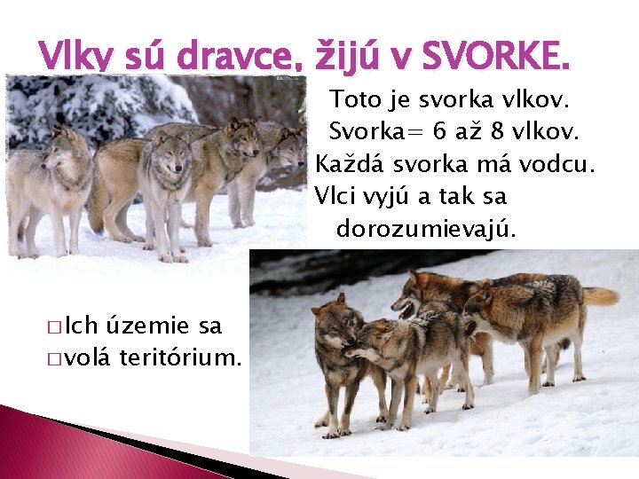 Vlky sú dravce, žijú v SVORKE. � � � Ich územie sa � volá