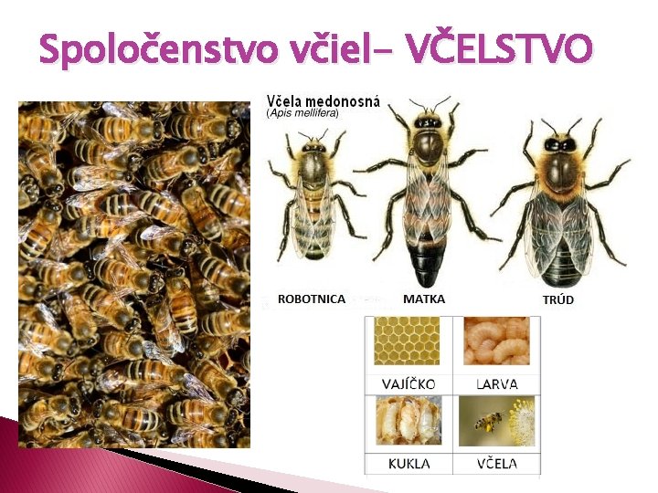 Spoločenstvo včiel- VČELSTVO 