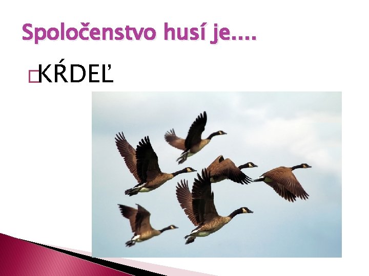 Spoločenstvo husí je. . �KŔDEĽ 