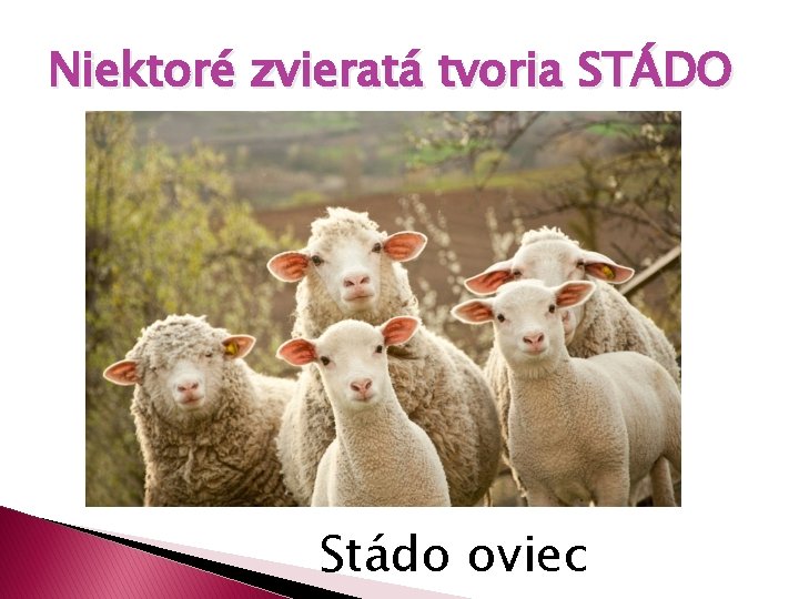 Niektoré zvieratá tvoria STÁDO Stádo oviec 