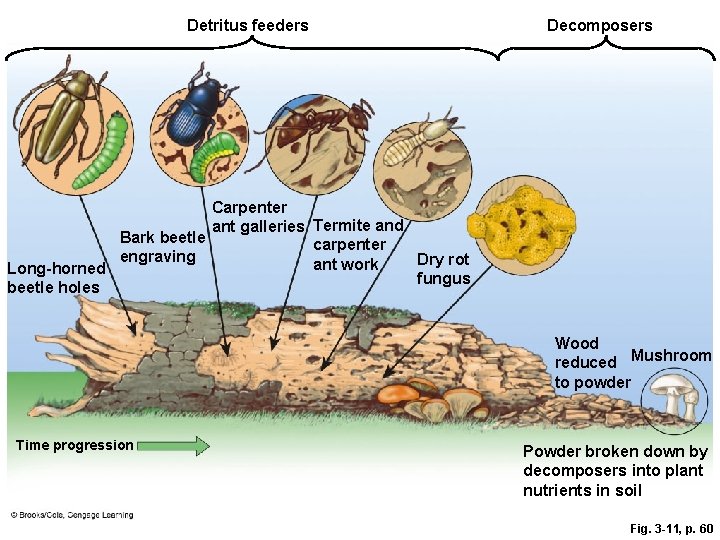 Detritus feeders Decomposers Carpenter ant galleries Termite and Bark beetle carpenter engraving Dry rot