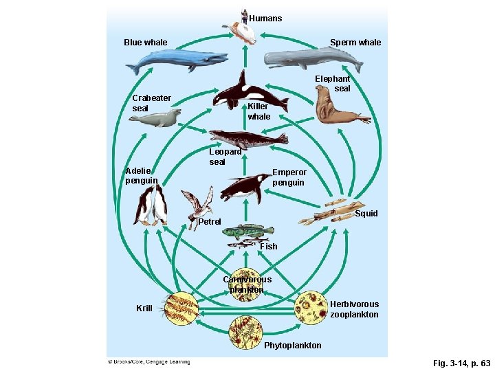 Humans Blue whale Sperm whale Elephant seal Crabeater seal Adelie penguin Killer whale Leopard