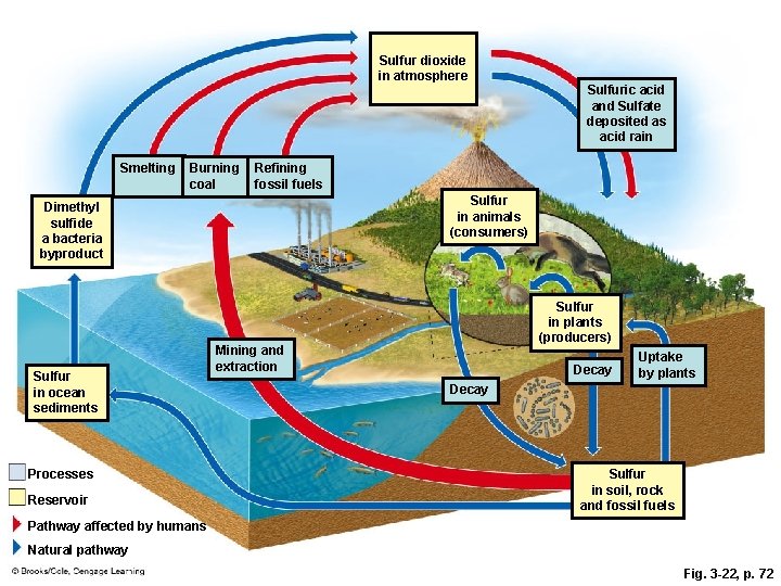 Sulfur dioxide in atmosphere Smelting Burning coal Refining fossil fuels Sulfur in animals (consumers)