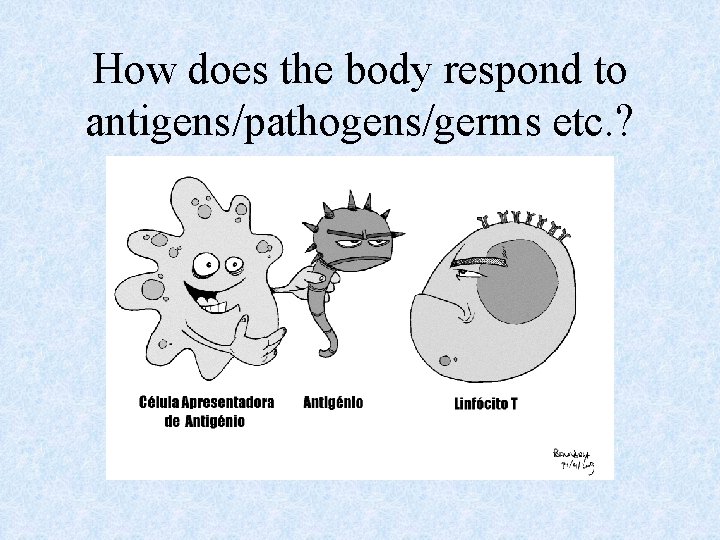 How does the body respond to antigens/pathogens/germs etc. ? 