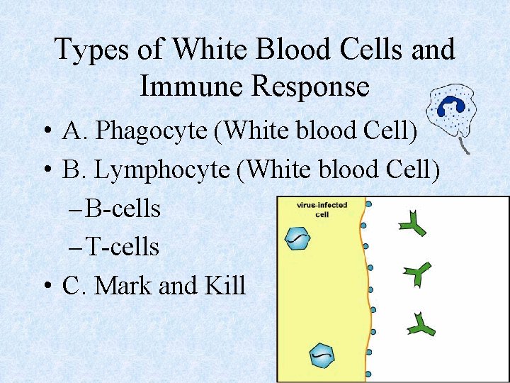 Types of White Blood Cells and Immune Response • A. Phagocyte (White blood Cell)