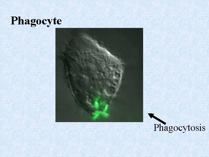 Phagocyte Phagocytosis 