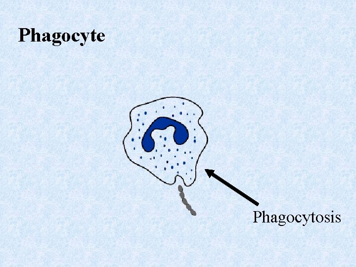 Phagocyte Phagocytosis 