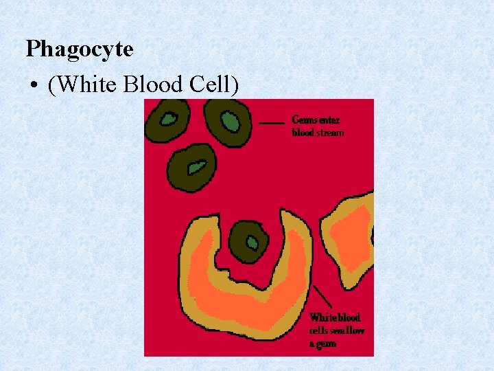 Phagocyte • (White Blood Cell) 