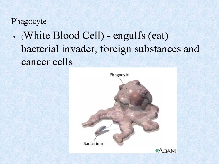 Phagocyte White Blood Cell) - engulfs (eat) bacterial invader, foreign substances and cancer cells