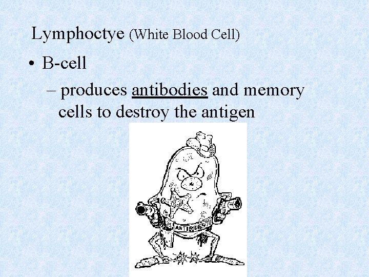 Lymphoctye (White Blood Cell) • B-cell – produces antibodies and memory cells to destroy