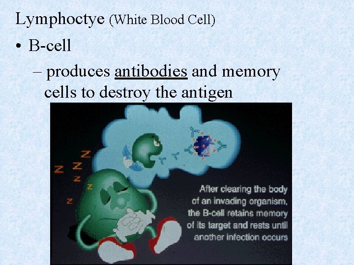 Lymphoctye (White Blood Cell) • B-cell – produces antibodies and memory cells to destroy