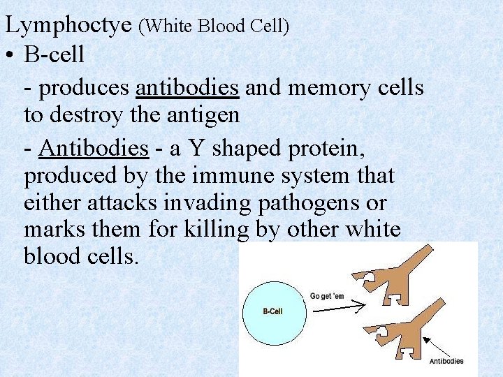 Lymphoctye (White Blood Cell) • B-cell - produces antibodies and memory cells to destroy