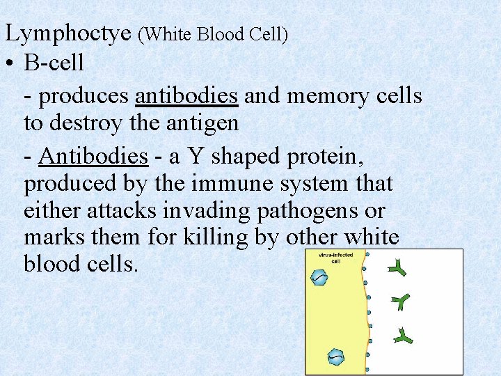 Lymphoctye (White Blood Cell) • B-cell - produces antibodies and memory cells to destroy