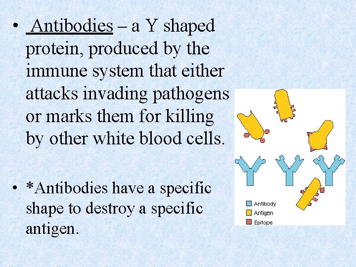  • Antibodies – a Y shaped protein, produced by the immune system that