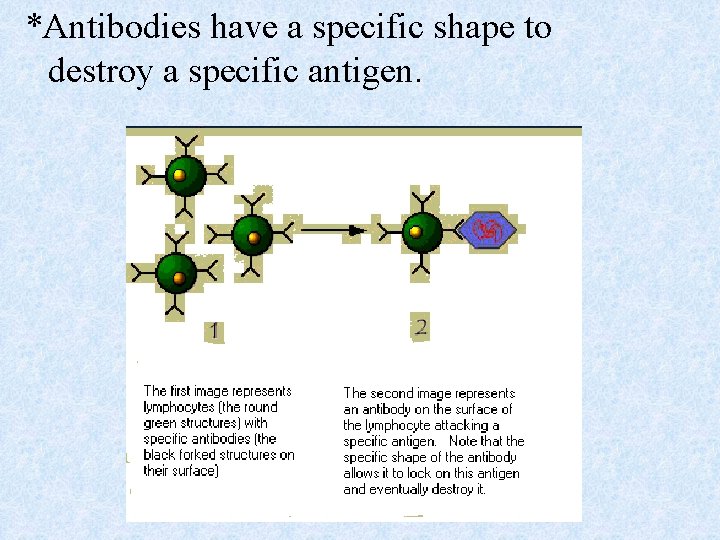 *Antibodies have a specific shape to destroy a specific antigen. 