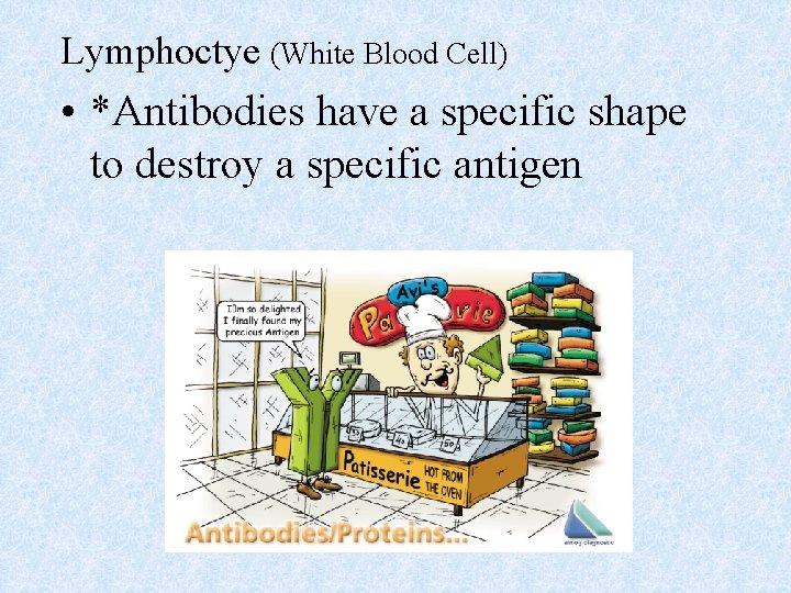 Lymphoctye (White Blood Cell) • *Antibodies have a specific shape to destroy a specific