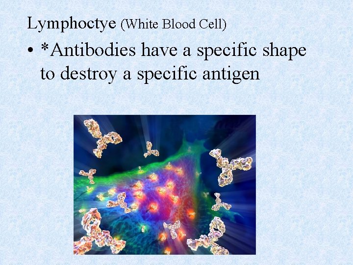 Lymphoctye (White Blood Cell) • *Antibodies have a specific shape to destroy a specific