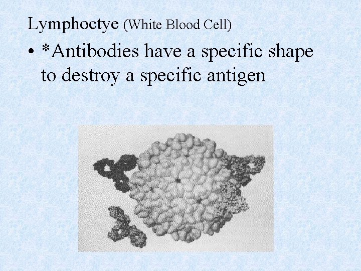 Lymphoctye (White Blood Cell) • *Antibodies have a specific shape to destroy a specific