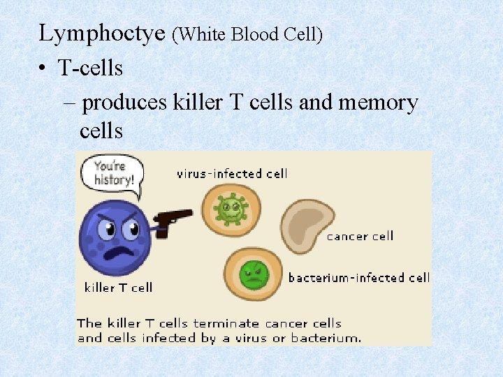 Lymphoctye (White Blood Cell) • T-cells – produces killer T cells and memory cells