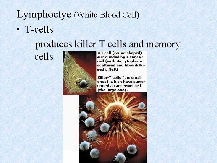 Lymphoctye (White Blood Cell) • T-cells – produces killer T cells and memory cells