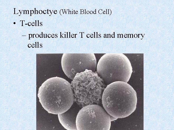 Lymphoctye (White Blood Cell) • T-cells – produces killer T cells and memory cells