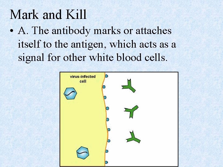 Mark and Kill • A. The antibody marks or attaches itself to the antigen,