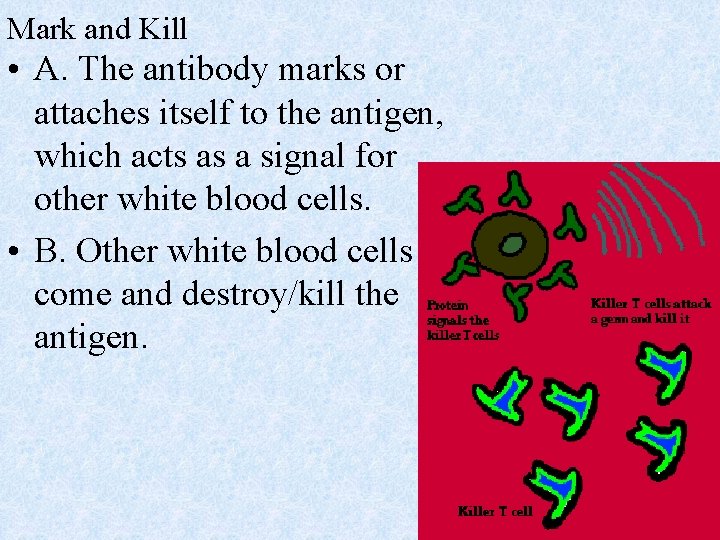 Mark and Kill • A. The antibody marks or attaches itself to the antigen,