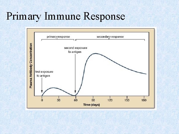 Primary Immune Response 