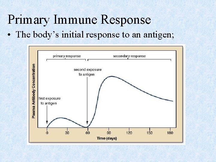 Primary Immune Response • The body’s initial response to an antigen; 