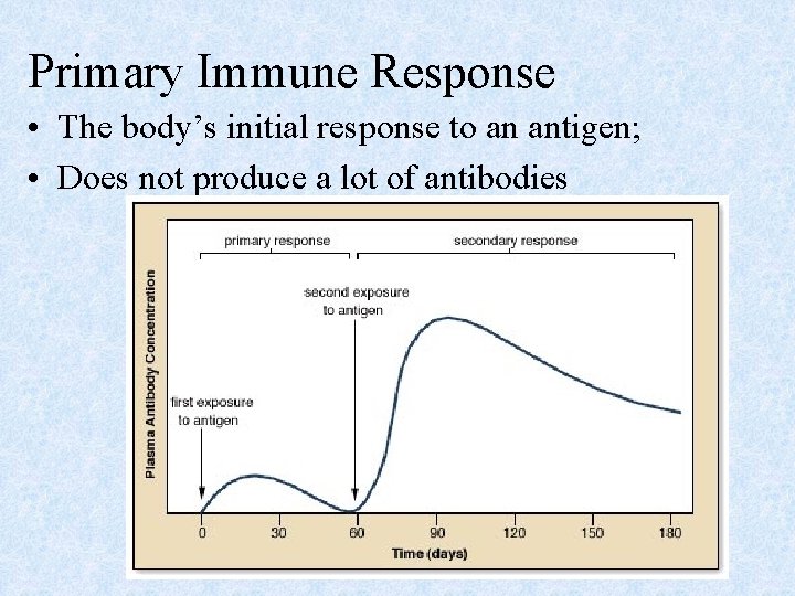 Primary Immune Response • The body’s initial response to an antigen; • Does not