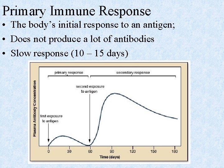 Primary Immune Response • The body’s initial response to an antigen; • Does not