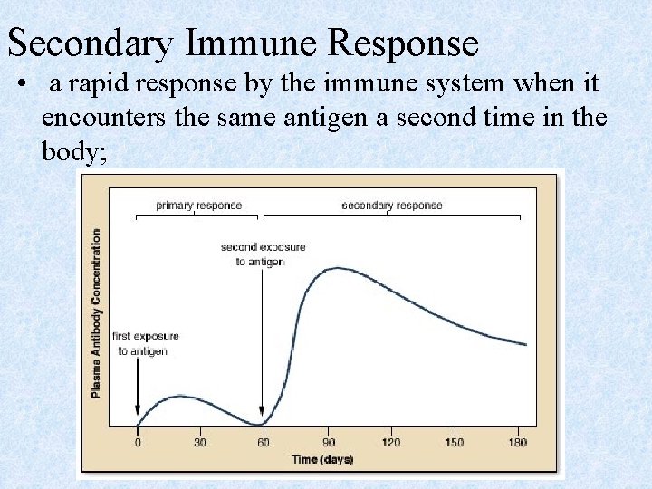 Secondary Immune Response • a rapid response by the immune system when it encounters