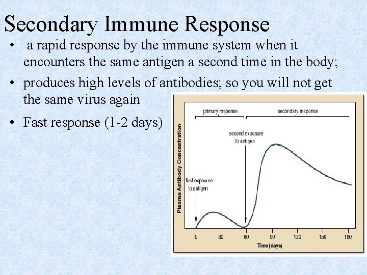 Secondary Immune Response • a rapid response by the immune system when it encounters