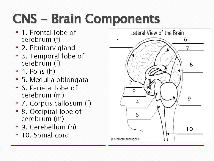 CNS - Brain Components 1. Frontal lobe of cerebrum (f) 2. Pituitary gland 3.